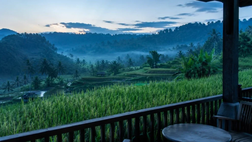 Ubud rice field view accommodation — guesthouse terrace looking directly over working rice paddies to terraced valley in soft pre-dawn blue-green light.